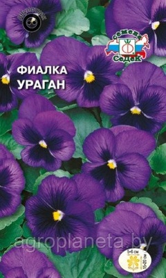 Фиалка УРАГАН (швейцарский гигант), 0.05г